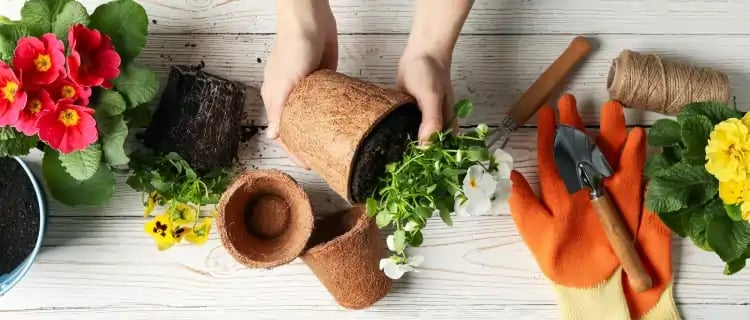 Evde Çiçek Bakımı Nasıl Yapılır?