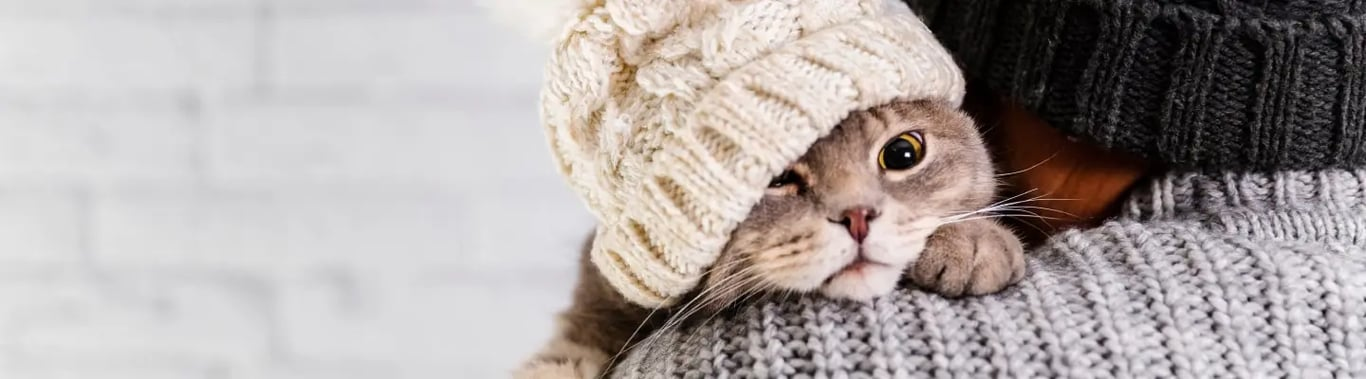 Kedi Mırlamasının İnsan Sağlığına Faydası Nedir?